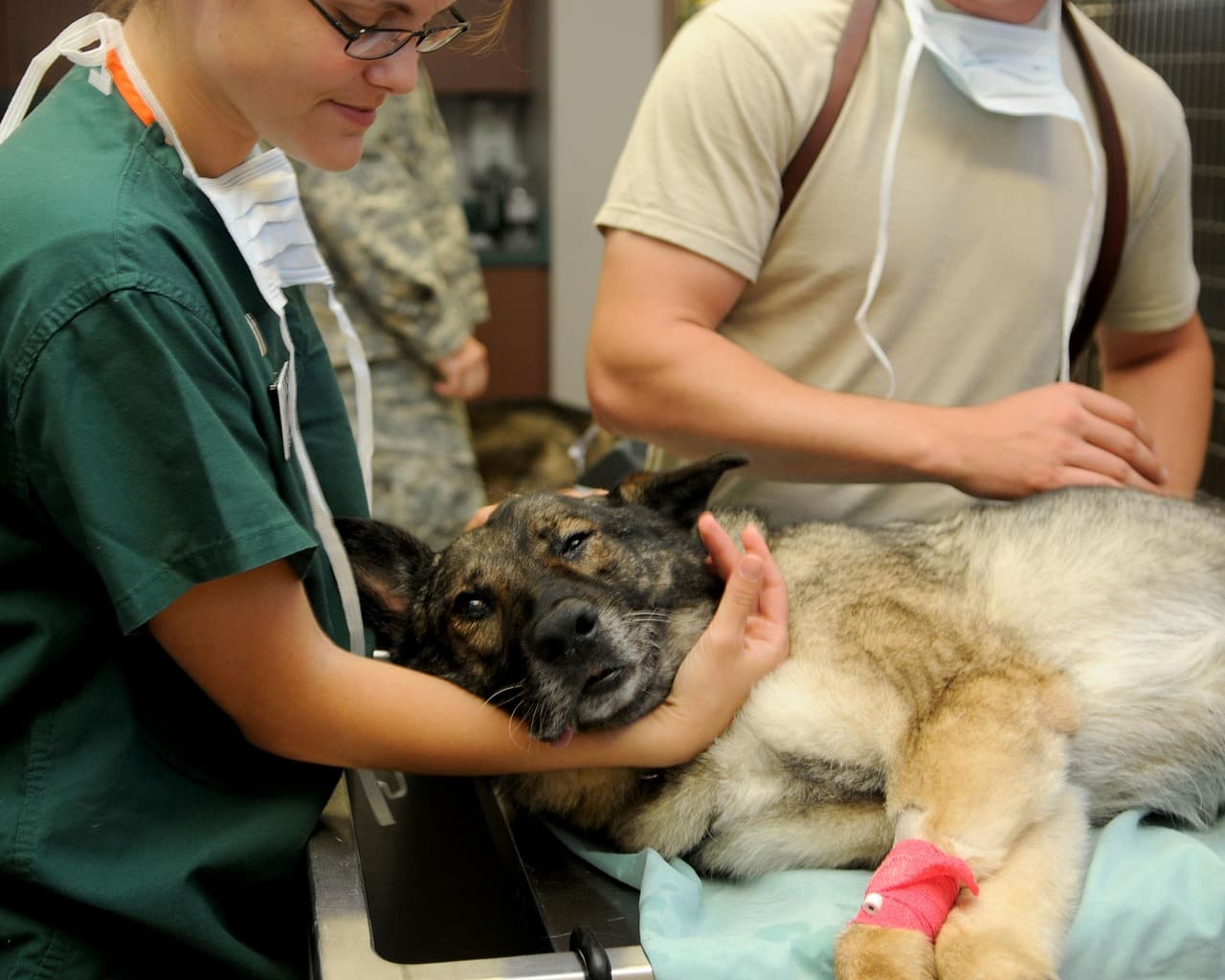 Pet Care Costs in Australia: Desexing, Vaccinations, and Euthanasia