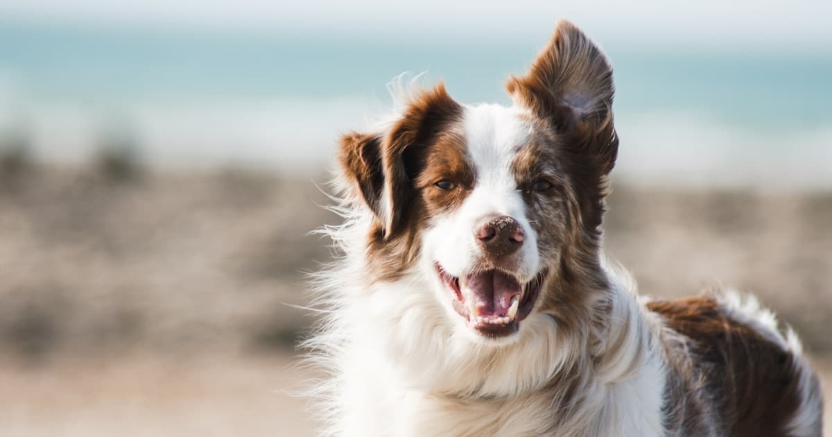 How Much Does It Cost to Put Down a Dog in Australia?