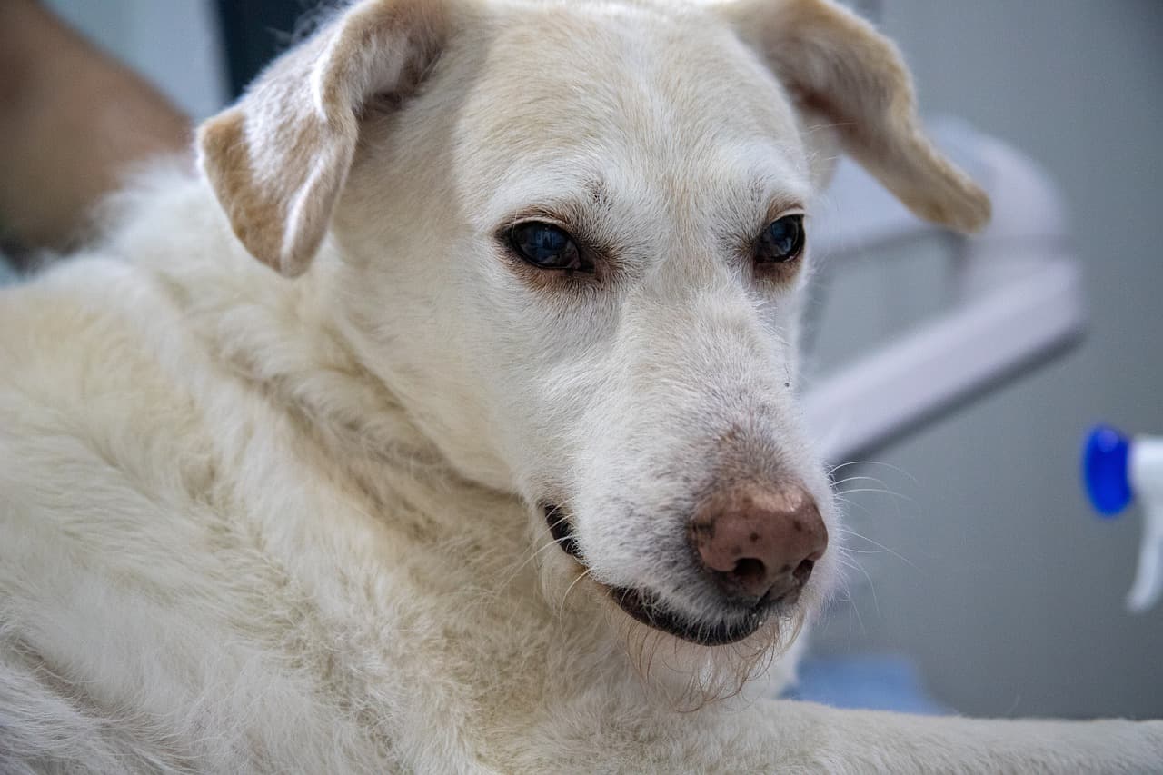 Veterinarian examining a retriever at a clinic for a pet insurance health check