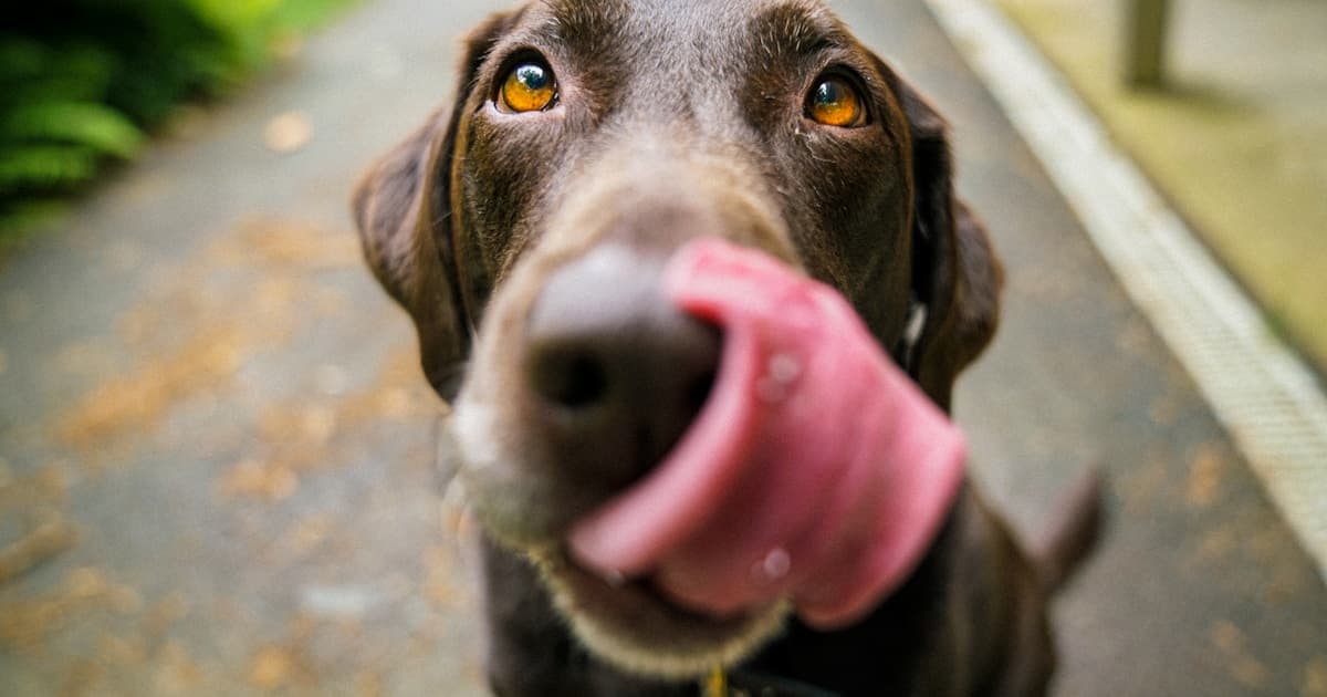 Pet Insurance for Older Dogs and Cats in Australia